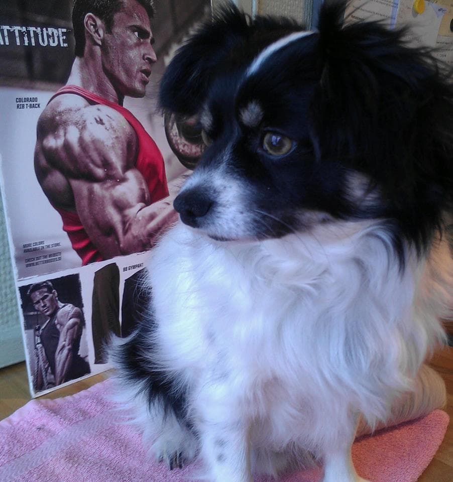 Nathalies hund med muskler