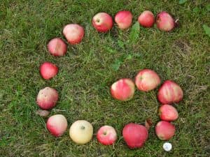 Glada Gotland äpplen 014