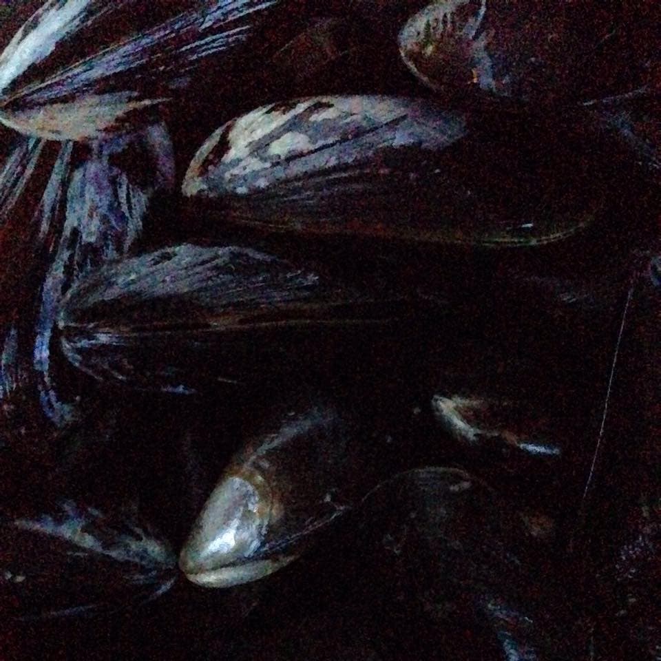 karin närbild musslor