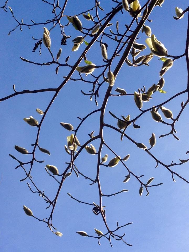 Karin Japanska magnolian är redo att blomma ut