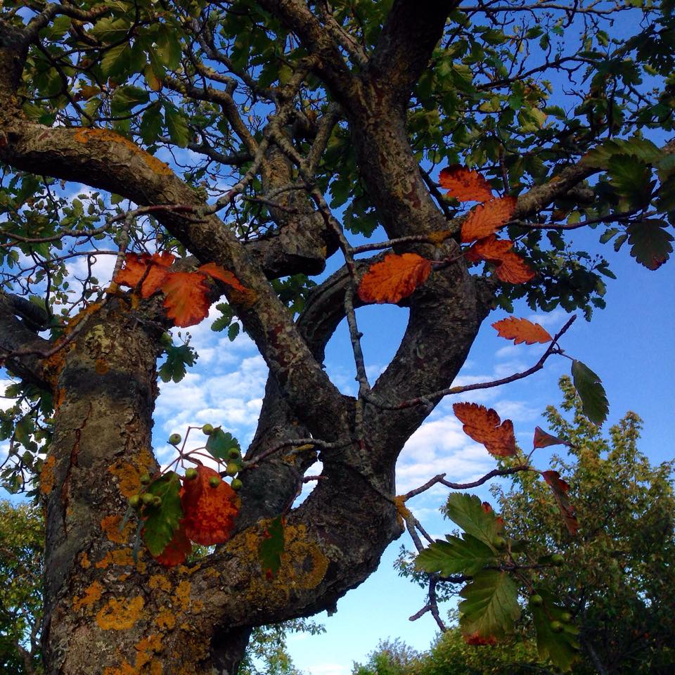 Karin Träden börjar dekoreras i röda löv