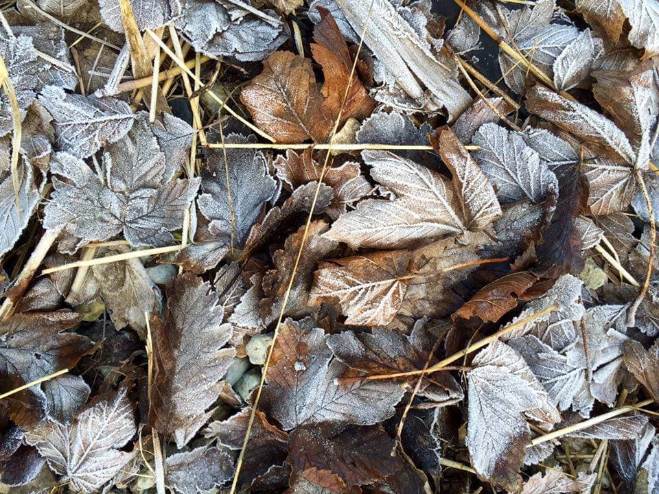Arla morgon och frost på marken