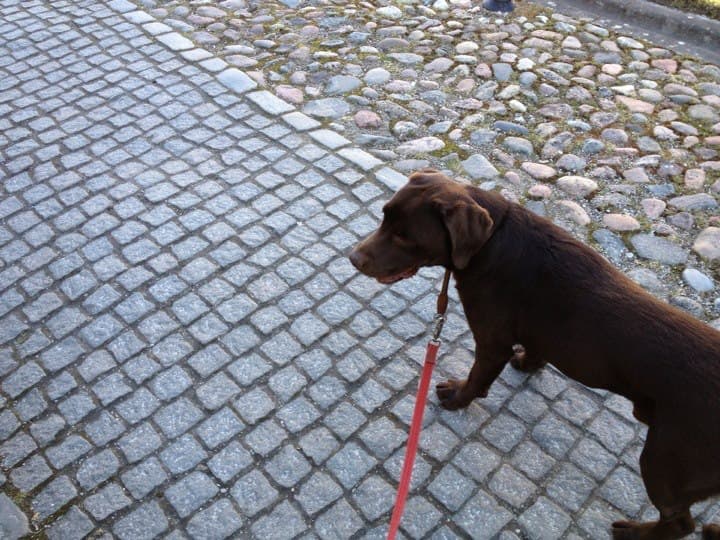 Mats hund på promenad