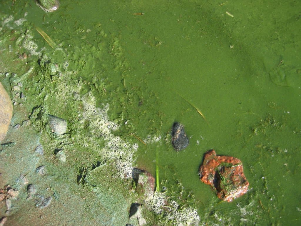 Blue-green algae, Baltic Sea, Finland