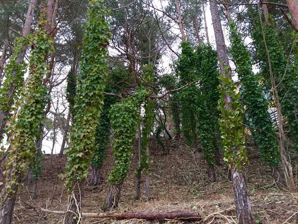 Gotlands landskapsblomma , växer gärna på träd